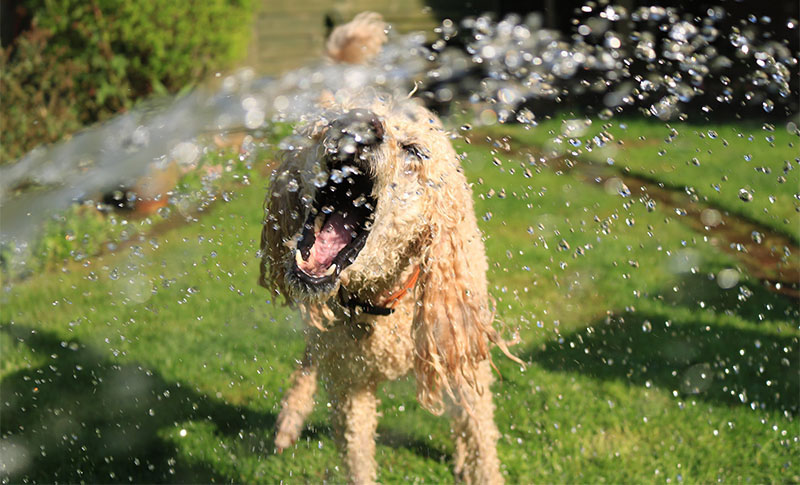 Toplotni udar - Pas se hladi mlazom vode